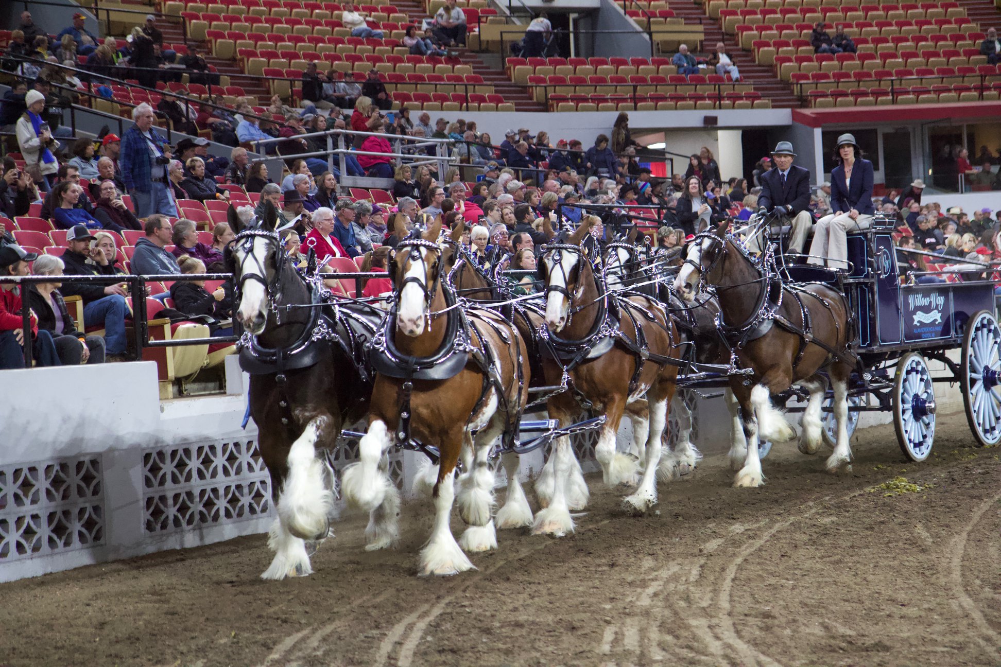 Willow Way Clydesdales Pradas & Oriels